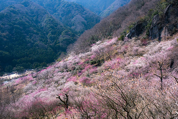 湯河原梅林